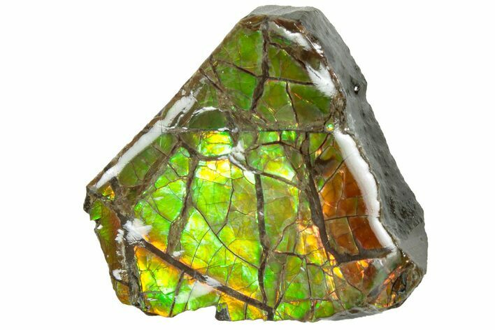 Iridescent Ammolite (Fossil Ammonite Shell) - Alberta #236450